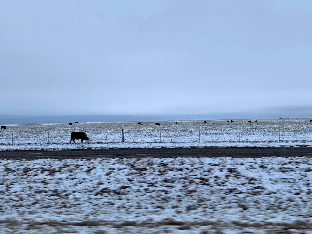landscape with snow and cows