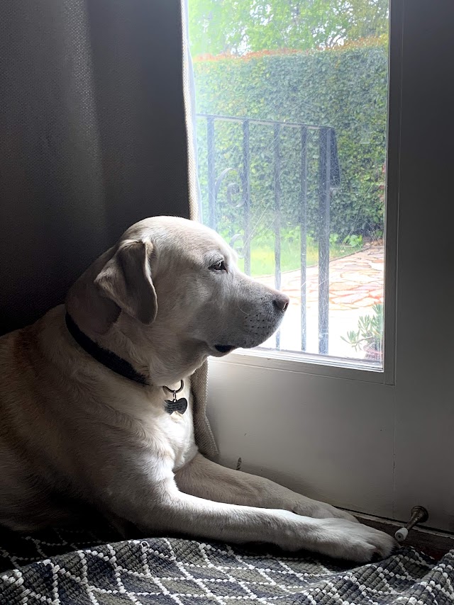 Cooper - labrador dog at window